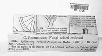 Mycosphaerella rubella image